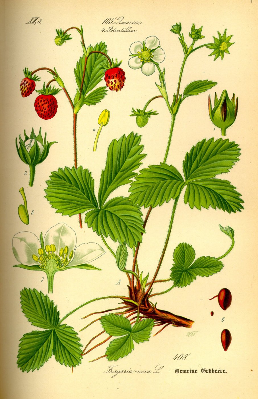 wild strawberries