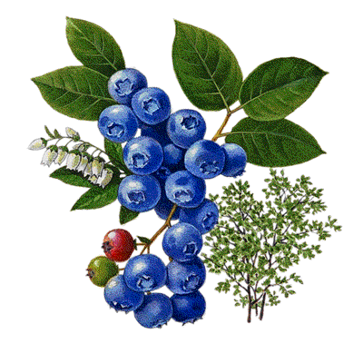 blueberry