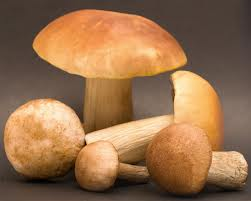 mushroom