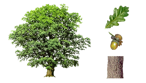 Oak