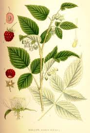 Raspberry