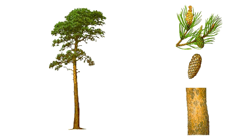 Scots_pine