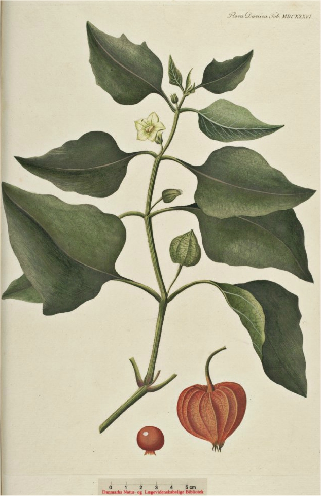 Lantern Plant