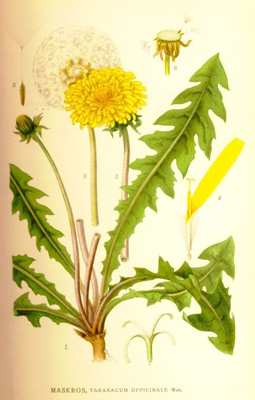 Dandelion