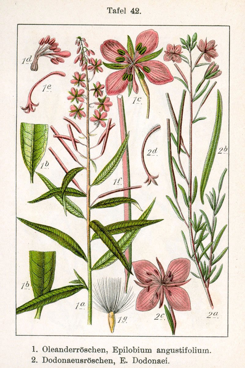 fireweed