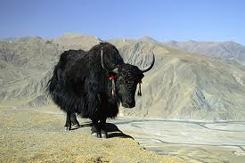 yak