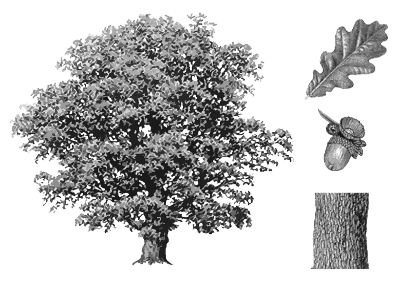 Oak