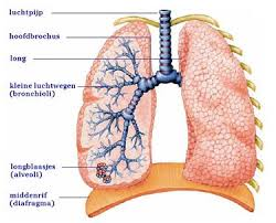 lungs